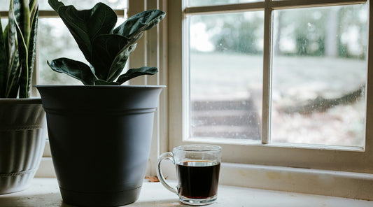 White ceramic mug holding a small green plant on a sunlit windowsill, a calm start to reading up on UK CBD law